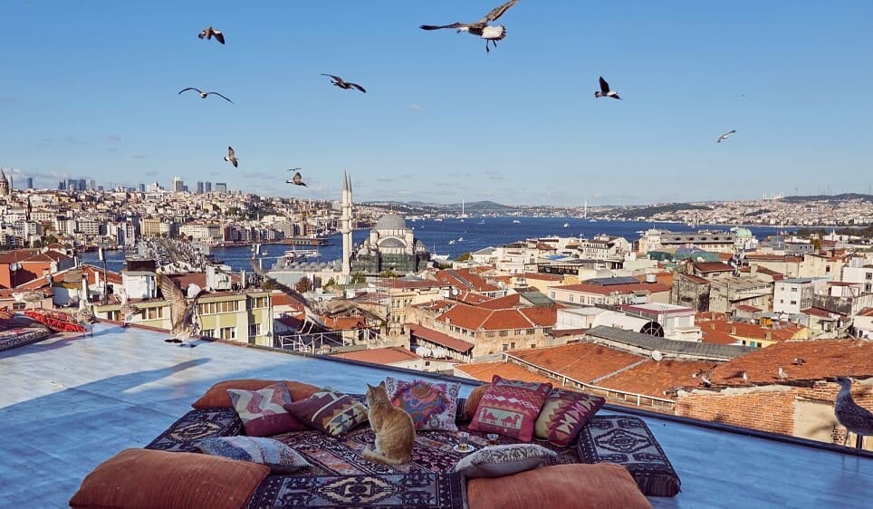Why Are There So Many Cats In Istanbul?